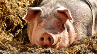 prase pig-2189566 1280